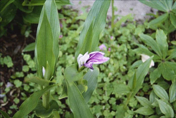 roscoea 'Wisley Amethyst'