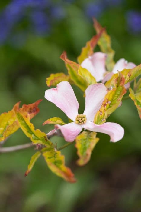 eastern flowering dogwood 'Sunset'