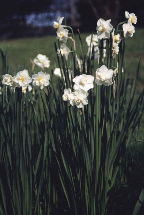 daffodil 'Cheerfulness'