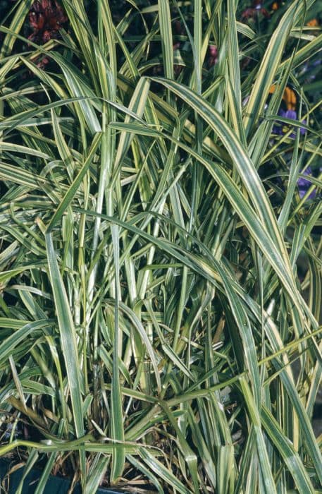 Meadow foxtail 'Aureovariegatus'