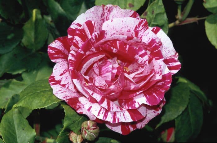 rose 'Variegata di Bologna'