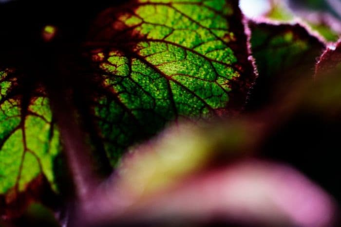 begonia 'Curly Fireflush'