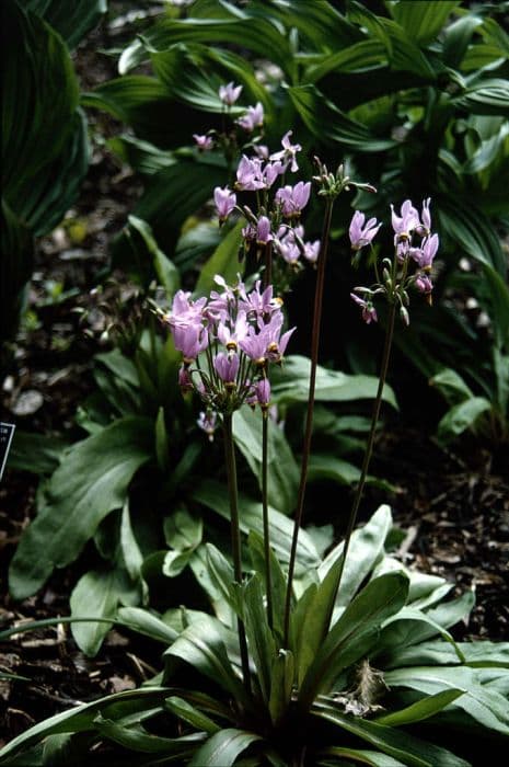 Californian cyclamen