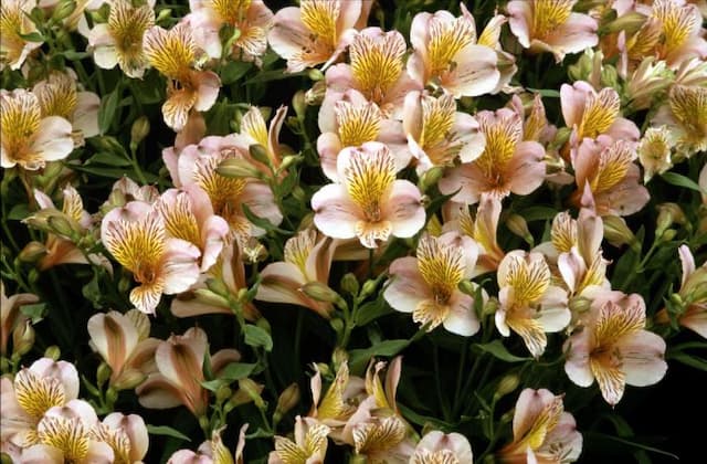 Peruvian lily [H.R.H. Princess Alice]