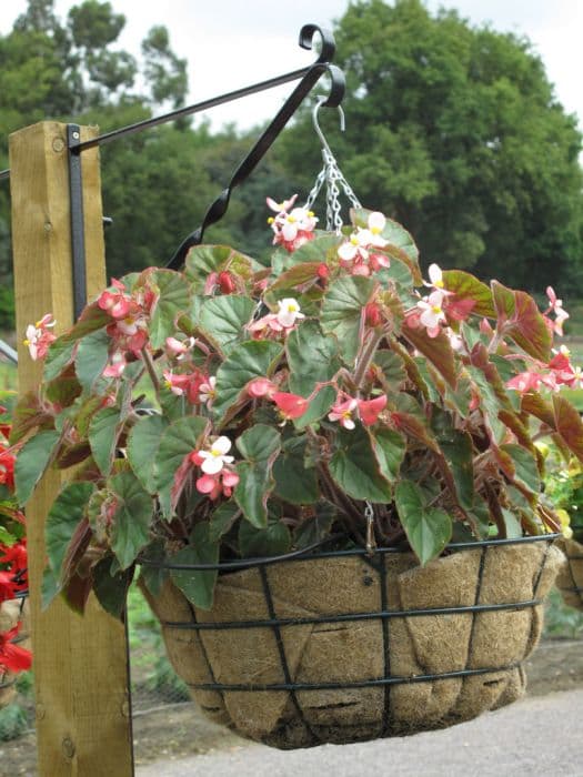 begonia 'Ikon Blush White'