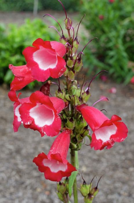 penstemon [Phoenix Red]