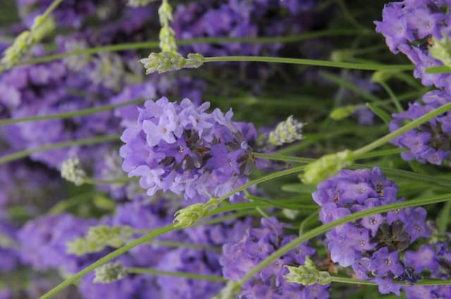 English lavender 'Lullaby Blue'