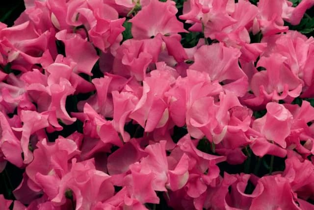 Sweet pea 'Julie Ann'