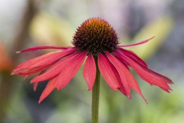 Coneflower 'Hot Summer'