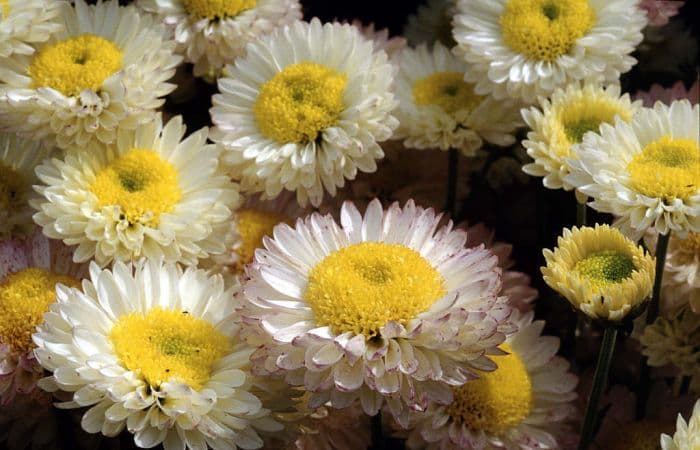 chrysanthemum 'Mancetta Bride'