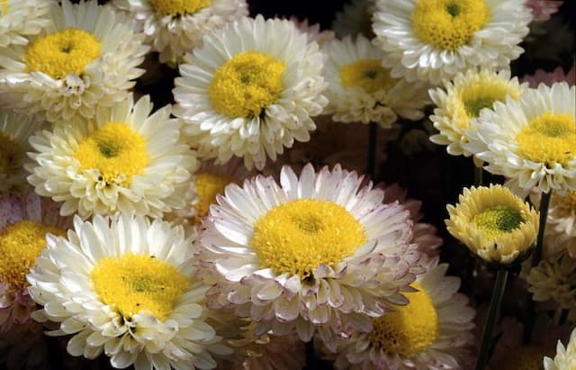 Chrysanthemum 'Mancetta Bride'