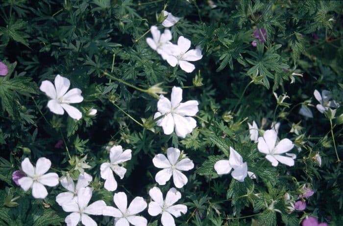 bloody cranesbill 'Album'