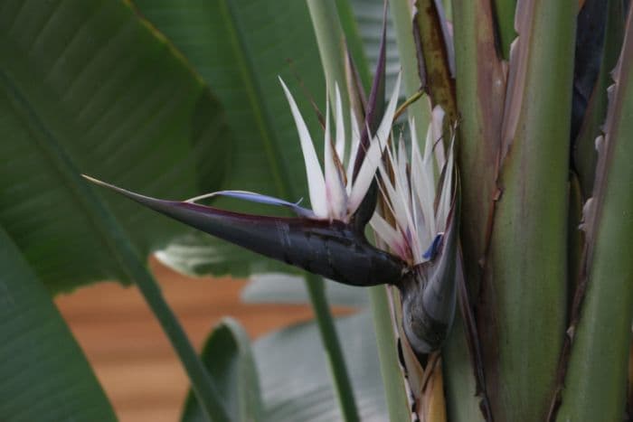 white bird of paradise