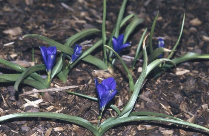 Chilean crocus