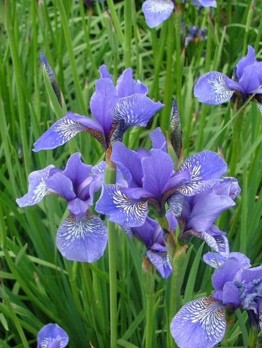 Siberian iris 'Wealden Butterfly'