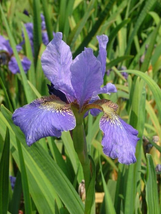 Siberian iris 'Exuberant Encore'