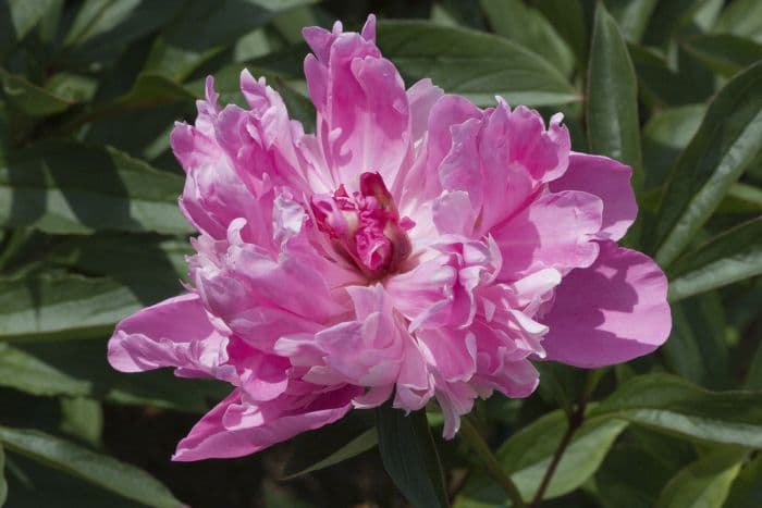 peony 'Albert Crousse'