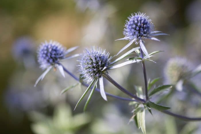 blue eryngo 'Blaukappe'