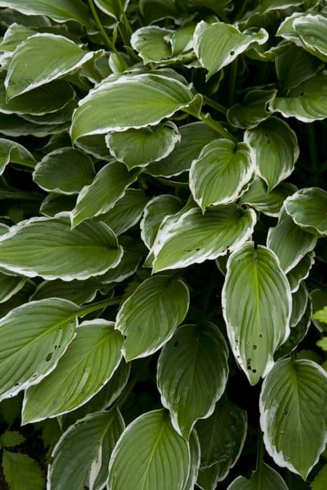 plantain lily 'Decorata'