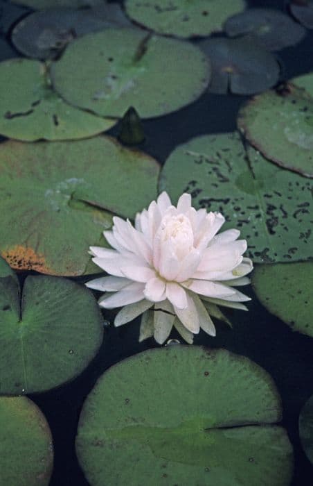 Waterlily 'Gloire du Temple-sur-Lot'