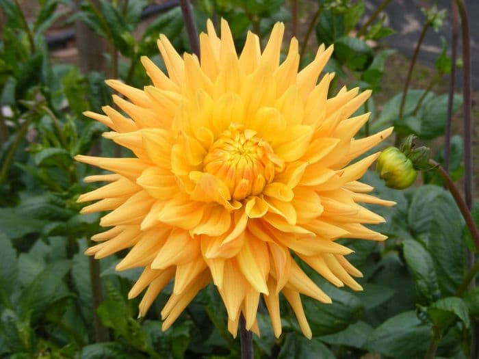 dahlia 'Lakeland Sunset'