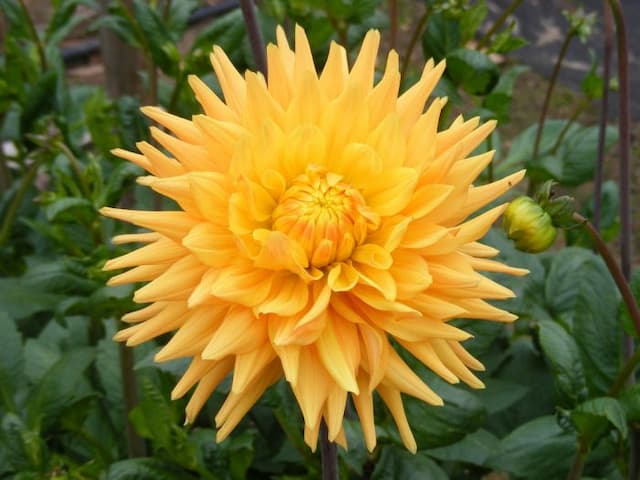 Dahlia 'Lakeland Sunset'