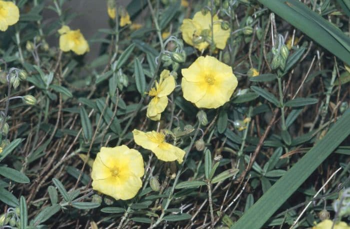 rock rose 'Wisley Primrose'