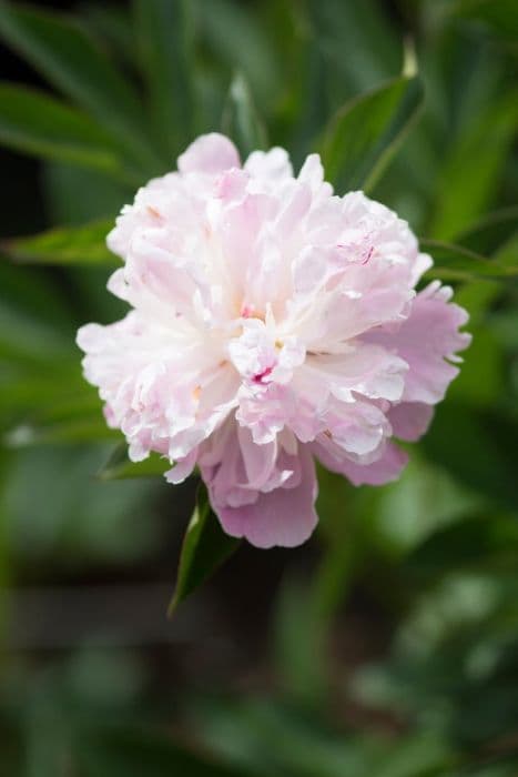 peony 'Sorbet'