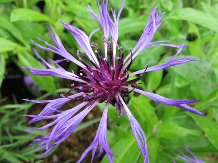 perennial cornflower 'Amethyst Dream'