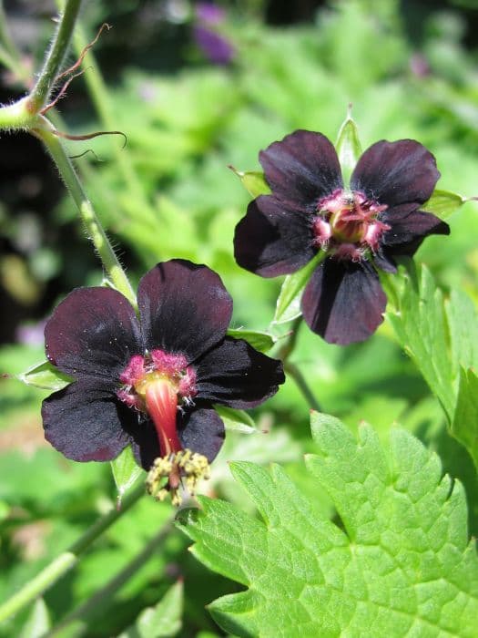 Chinese cranesbill