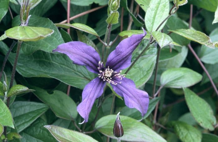 clematis [Petit Faucon]