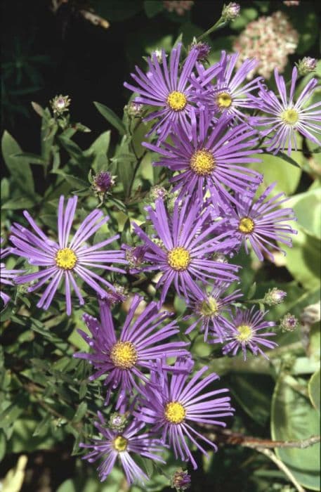 Italian aster 'Veilchenkönigin'