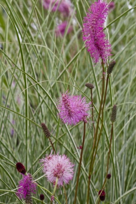 Japanese burnet