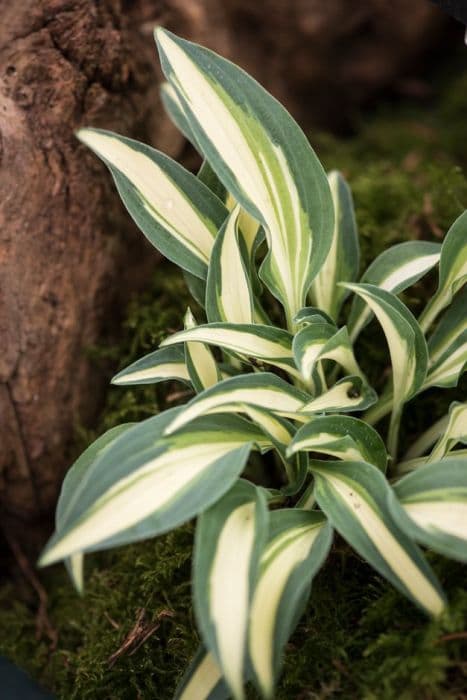 plantain lily 'Little Jay'