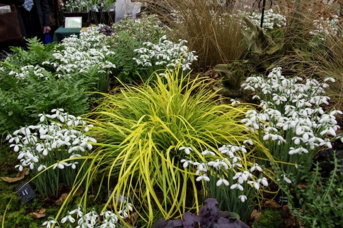 Japanese sedge 'Everillo'