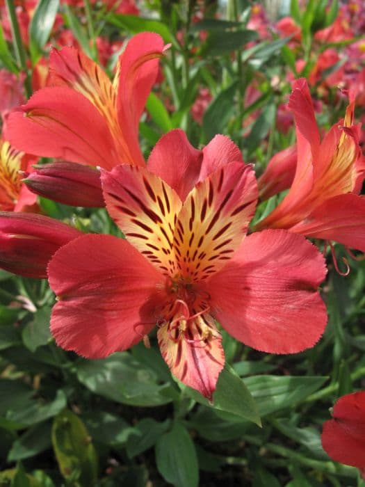 Peruvian lily 'Sonata'