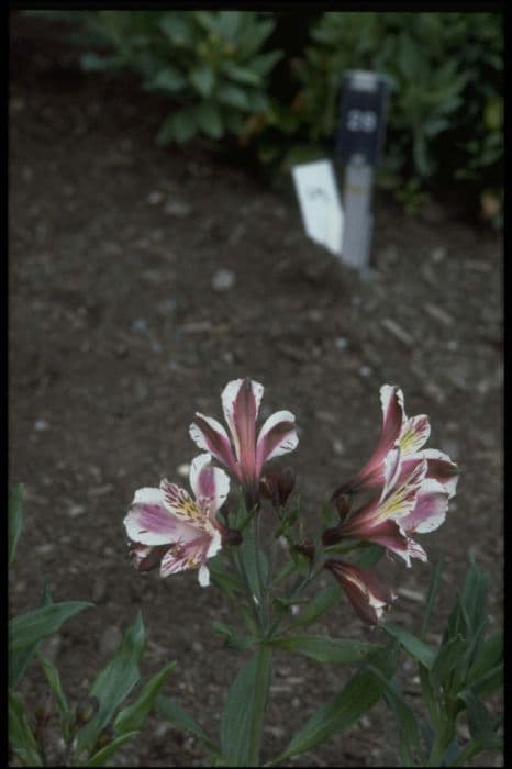 Peruvian lily 'Solent Crest'