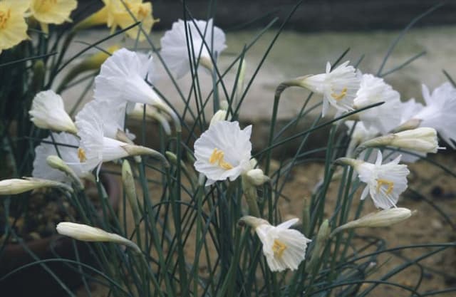 White hoop petticoat daffodil