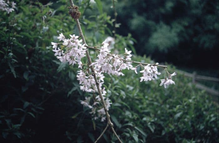 drooping rosebud cherry