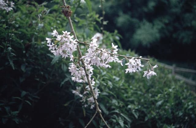 Drooping rosebud cherry