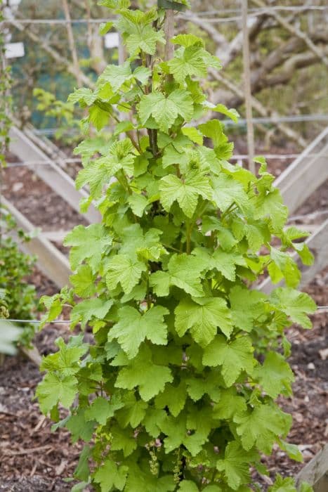 redcurrant 'Rovada'