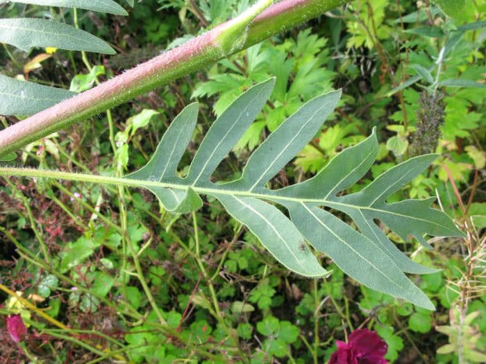 compass plant