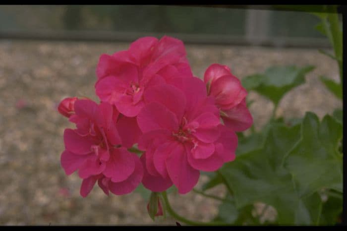 pelargonium 'Isidel'