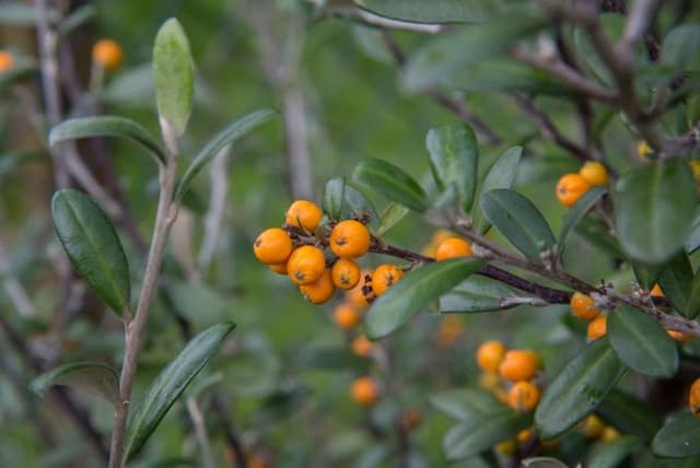 Large-fruited wire-netting bush