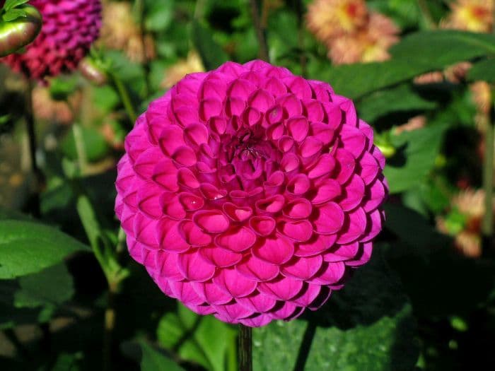 dahlia 'Lilac Marston'