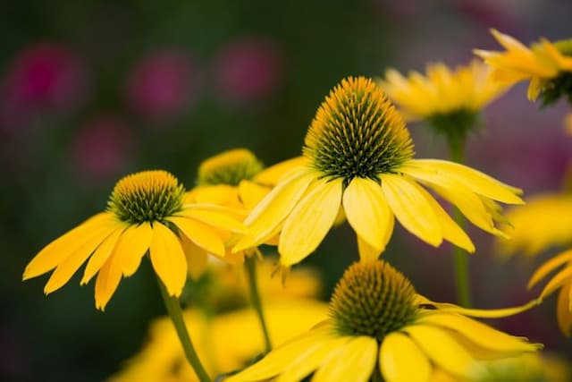 Coneflower 'Leilani'