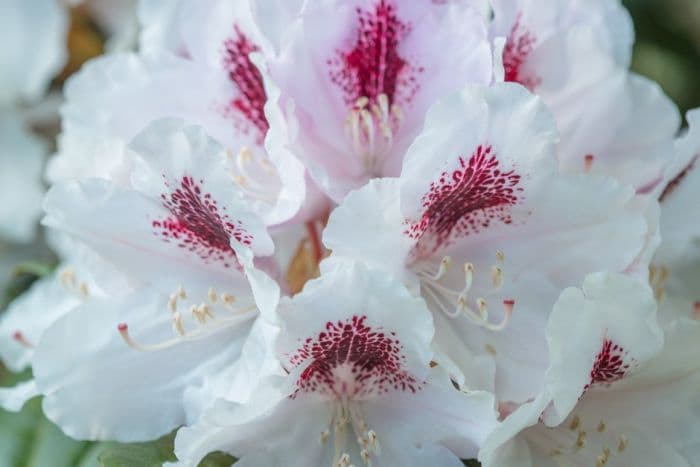 rhododendron 'Harkwood Premiere'