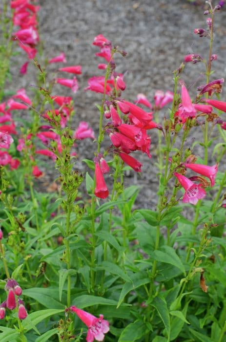 penstemon [Etna]