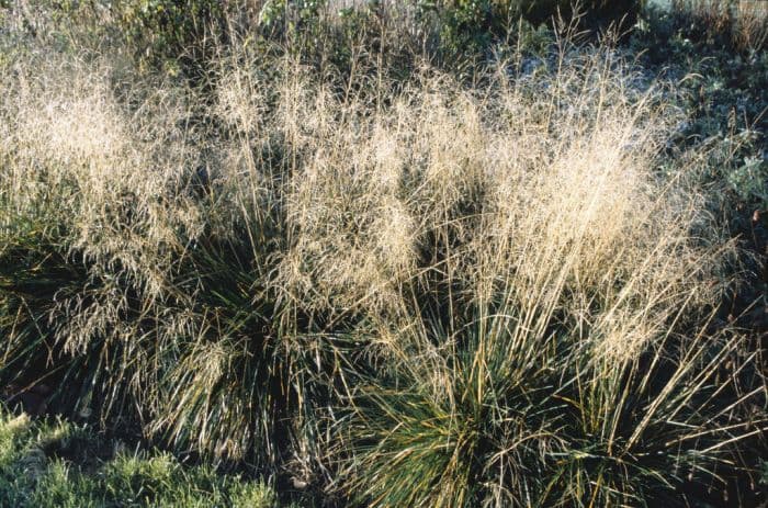 tufted hair grass 'Goldtau'