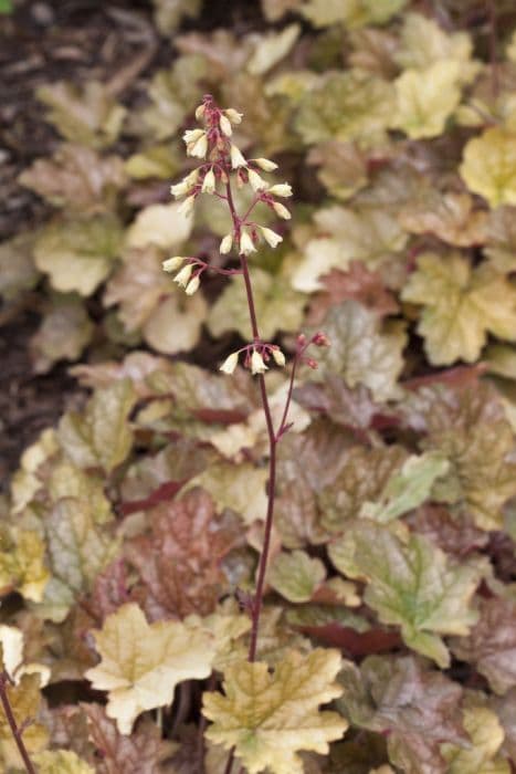 alum root 'Ginger Ale'